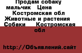 Продам собаку .мальчик › Цена ­ 3 000 - Костромская обл. Животные и растения » Собаки   . Костромская обл.